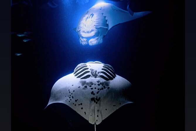 6 Passenger Maximum Manta Ray Night Snorkel in Kailua-Kona, HI - Booking Information