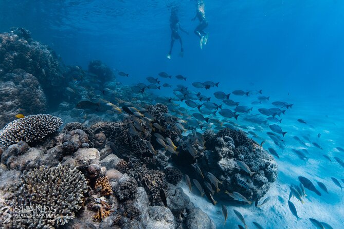 7 Hours Off Peak Whale Shark and Ningaloo Reef Tour in Exmouth - Booking Information