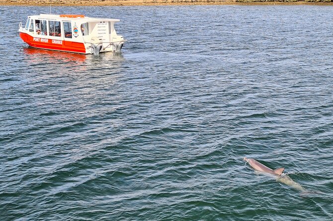 90 Minute Port River Dolphin & Ships Graveyard Cruise - Booking Information