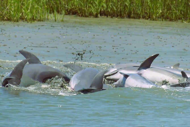 90-Minute Private Dolphin Tour in Hilton Head Island - Meeting and Pickup Details