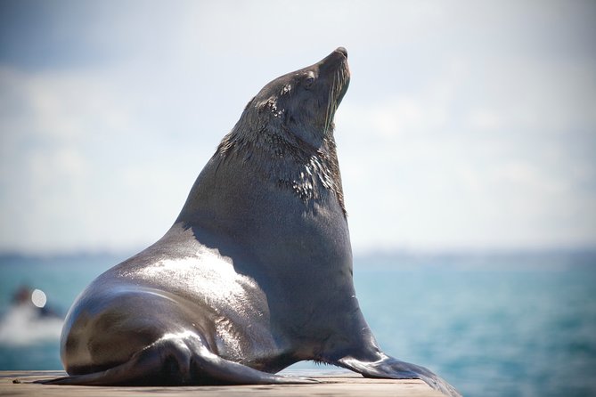 90minute Dolphin, Seal and Scenic Wildlife Cruise - Departure Location