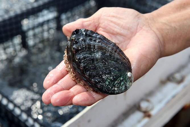 Abalone Farm Tour - Sustainable Farming Practices