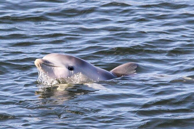 Adelaide Dolphin Sanctuary and Ships Graveyard Kayak Tour - Customer Reviews