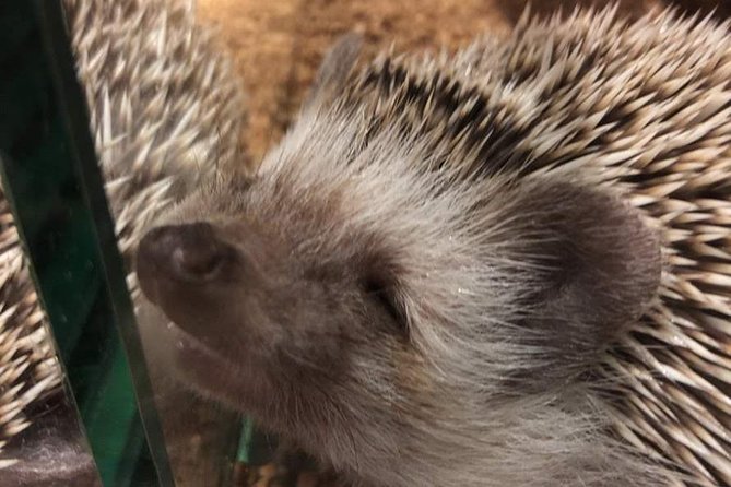 Admission to Hedgehog Cafe in Harajuku - On-site Assistance