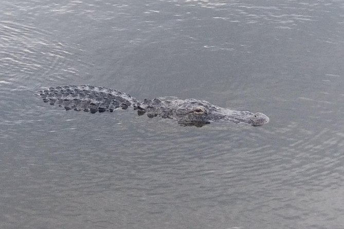 Air Boat Tour of Palm Beach in The Swamp Monster - Wildlife Spotting Opportunities