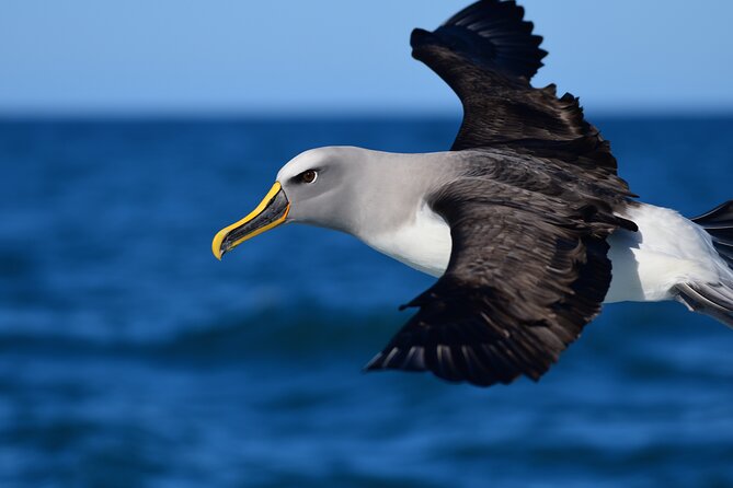 Akaroa Wildlife Cruise - Cruise Itinerary and Schedule