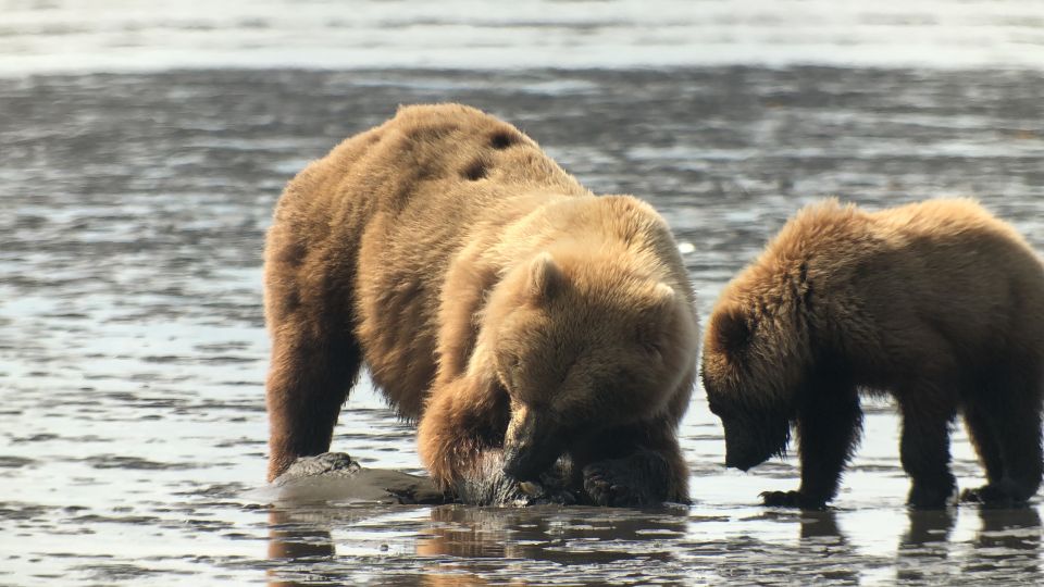 Alaska 9 Day Ocean Wildlife to Interior Wilderness Adventure - Experience Highlights