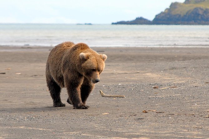 Alaska Bear-Viewing Day Trip From Homer - Additional Information