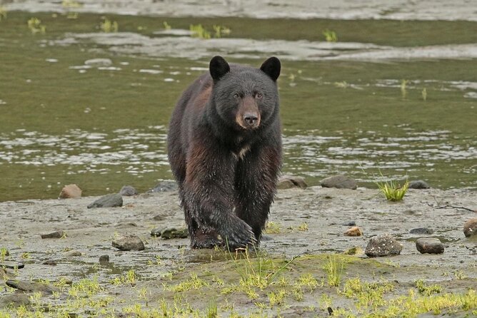 Alaska Native Cultural Immersion Experience and Ketchikan Tour - Inclusions and Logistics