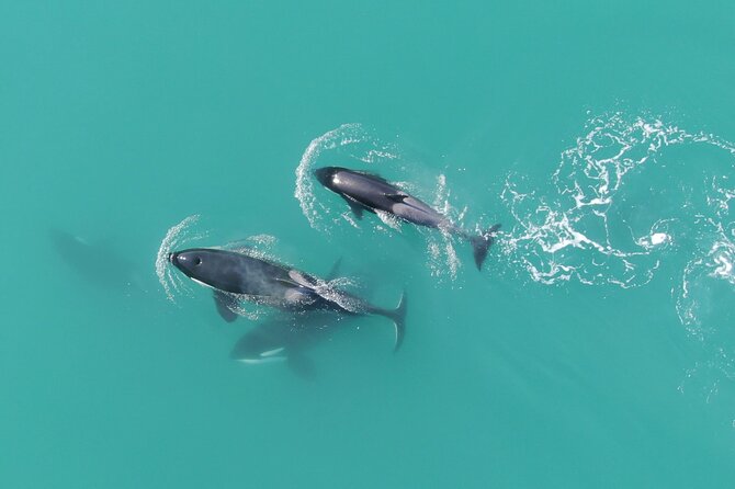 Alaska Whale-Watching Cruise With Live Drone Footage  - Hoonah - Cancellation Policy