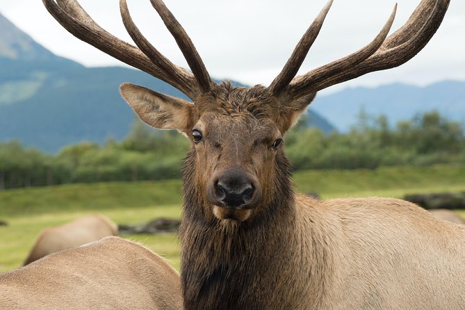 Alaska Wildlife Tour - Wildlife Spotting Opportunities