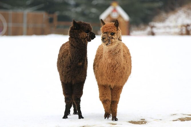 Alpaca World and Nami Island With Gangchon Rail Bike Tour - Pricing and Booking Details