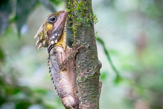 Amazing Daintree Rainforest Tour Waterfall Hike, Lunch, Swim & Crocodile Cruise - Pickup and Transportation