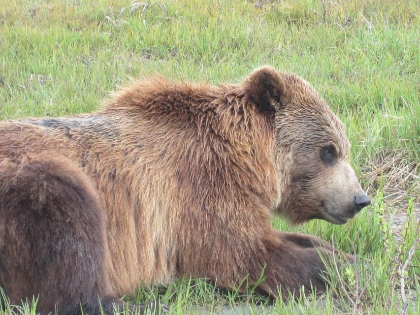 Anchorage: Glacier and Wildlife Explorer Cruise - Full Description