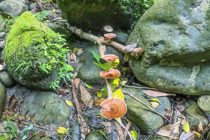 Angelic Stream Trekking (Departure With 4 People) - Participant Requirements