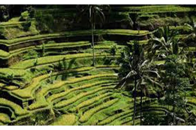 ATV Quad Bike-Ubud Monkey Forest-Rice Terrace & Ubud Waterfall - Encounter Playful Monkeys at Ubud