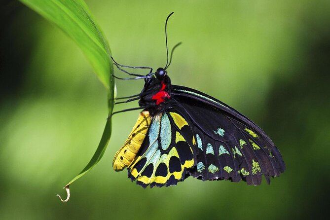 Australian Butterfly Sanctuary - Additional Information