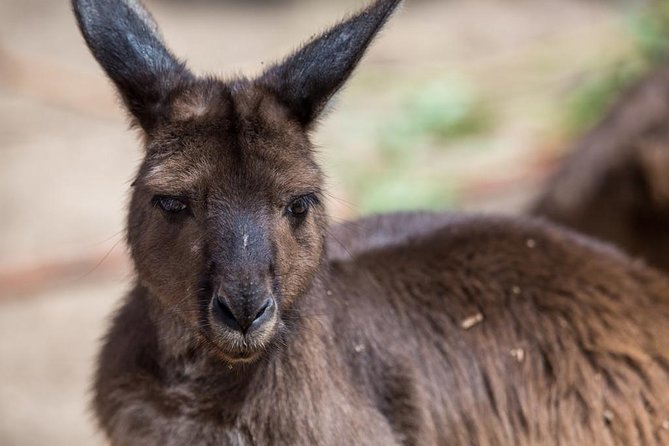 Australian Wildlife Tour at Melbourne Zoo Ticket - Excl. Entry - Ranger-Guided Activities