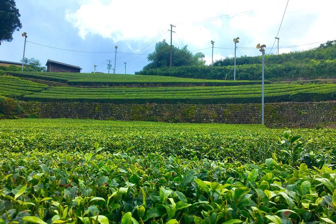 Authentic Japanese Tea Tasting at a Tea Plantation in Shimada - Itinerary Details