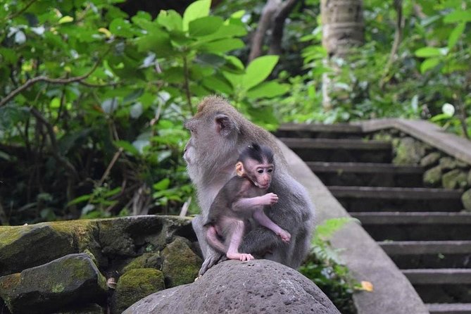 Bali Global Tour: Rice Terrace the Sacred Monkey Forest and Volcano Including Lunch - Booking Information