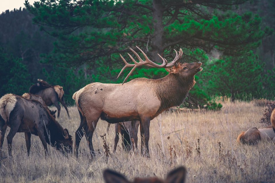 Banff: Highlights and Wildlife Group Tour - Activity Information