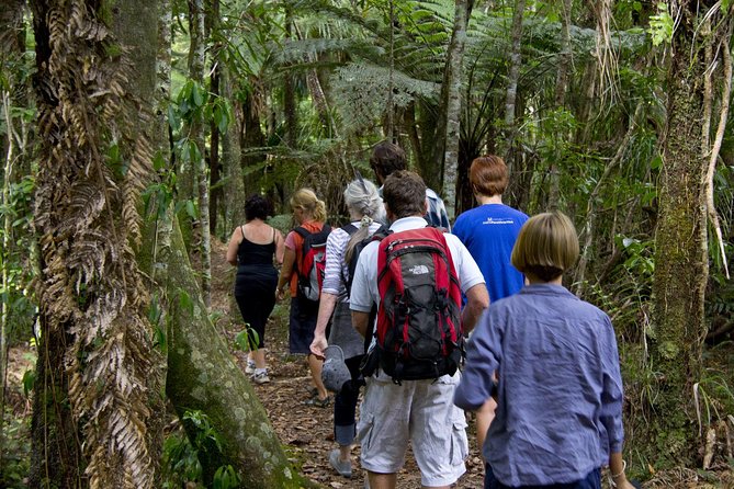 Bay of Islands Shore Excursion: Puketi Rainforest Guided Walk - Customer Reviews and Experiences