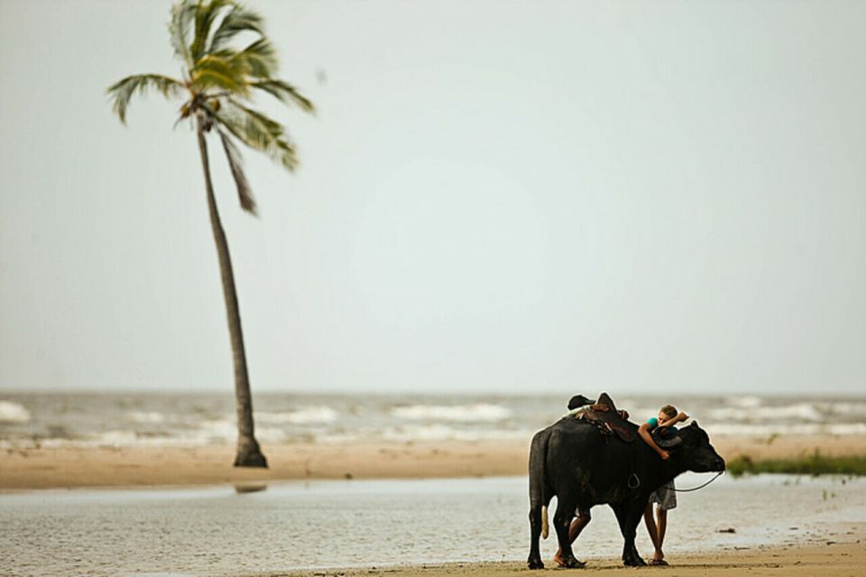 Belém: Marajó Island Day Trip With Buffalo Farm Visit - Experience Highlights