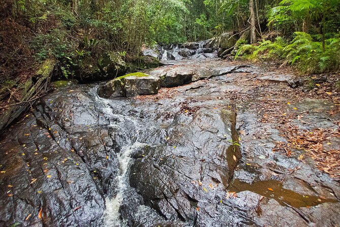 Bellthorpe Rainforest Private Tour - Pickup and Start Time