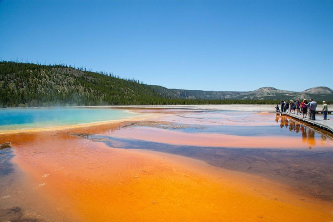 Best of Yellowstone Private National Park Safari Tour - Wildlife Sightings