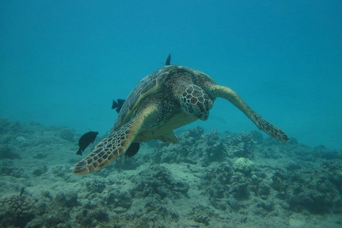 Big Island Catamaran Snorkel Tour With Dolphins and Turtles  - Big Island of Hawaii - Snorkeling Gear and Guides