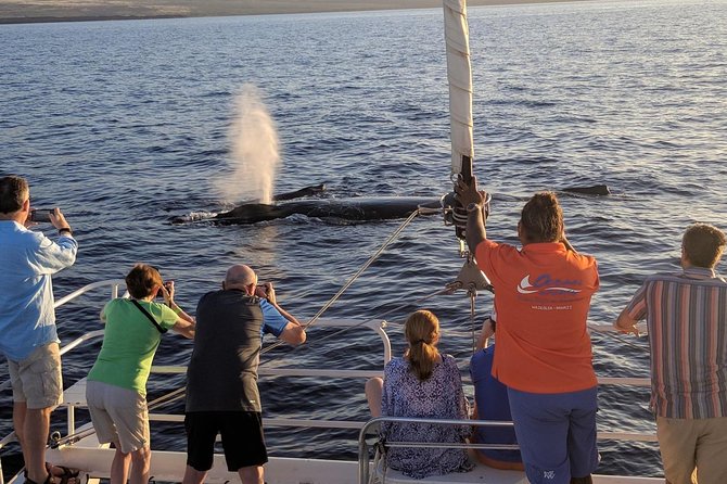 Big Island Kohala Coast Sunset Whale Watch Cruise  - Big Island of Hawaii - Guest Reviews and Recommendations