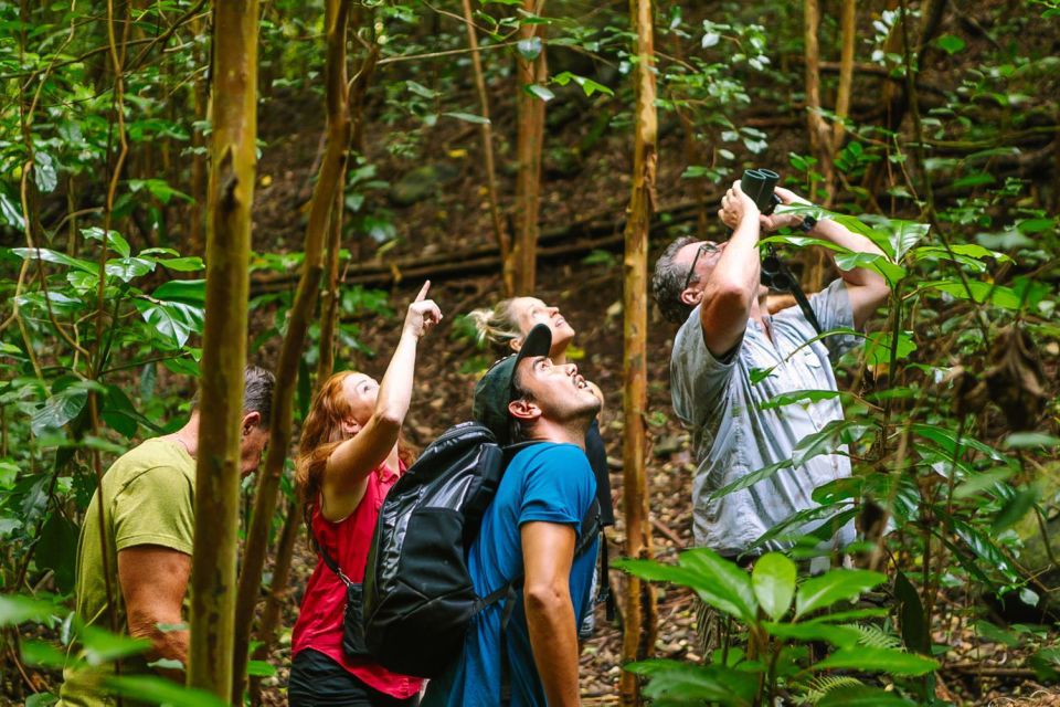 Big Island: Native Bird Watching & Hiking Tour - Booking Information