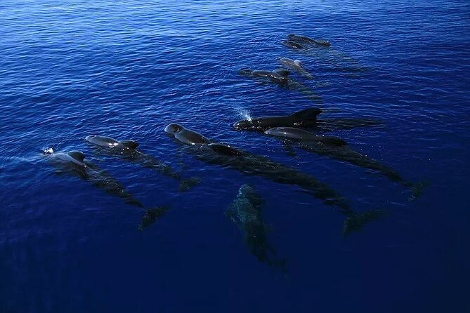 Big Island Speed Boat Snorkel Dolphin and Whale Watch Combo  - Big Island of Hawaii - Tour Inclusions and Itinerary