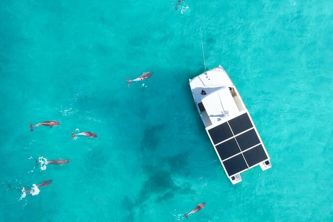 Biologist-Guided Adventure: Dolphin Watching and Key West Reefs - Catamaran Sailing Experience