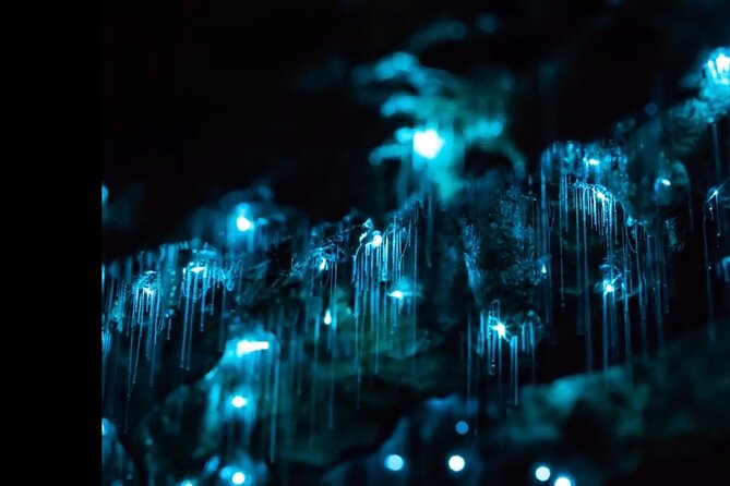 Blue Mountains Hiking Glow Worms Cave Wildlife Spotlighting Night Adventure - Glow Worms Cave Exploration
