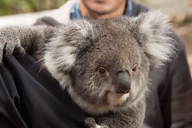 Bonorong Wildlife Park and Richmond Afternoon Tour From Hobart - Visitor Reviews and Feedback