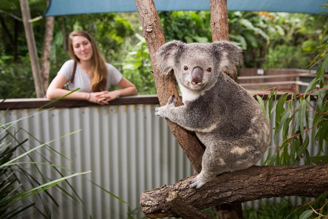 Breakfast With the Koalas at Hartleys Crocodile Park From Cairns or Palm Cove - Visitor Feedback