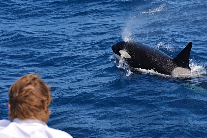 Bremer Bay Orca Experience - Traveler Testimonials