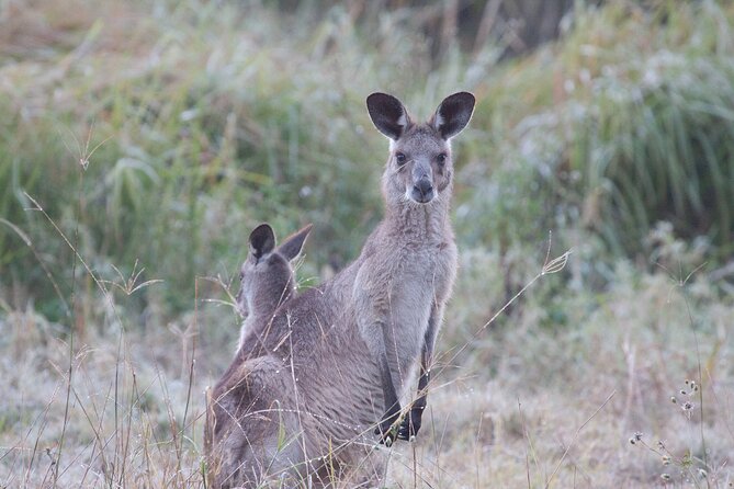 Brisbane: Wildlife and Wilderness Private Coastal Tour - Tour Experience Details