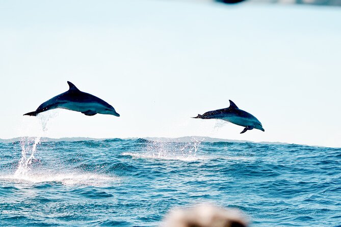 Byron Bay Dolphin Tour - Ocean Safari - Location Details
