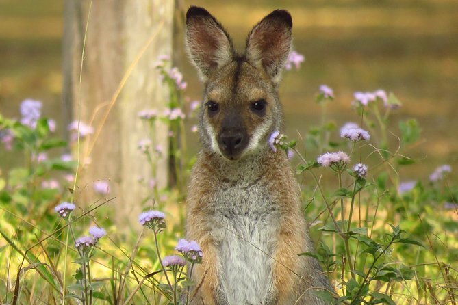 Byron Bay Wildlife Safari - Wildlife Sightings