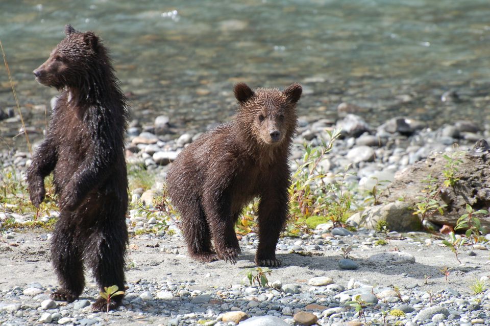 Campbell River: Bute Inlet Grizzly-Watching Tour & Boat Ride - Customer Reviews