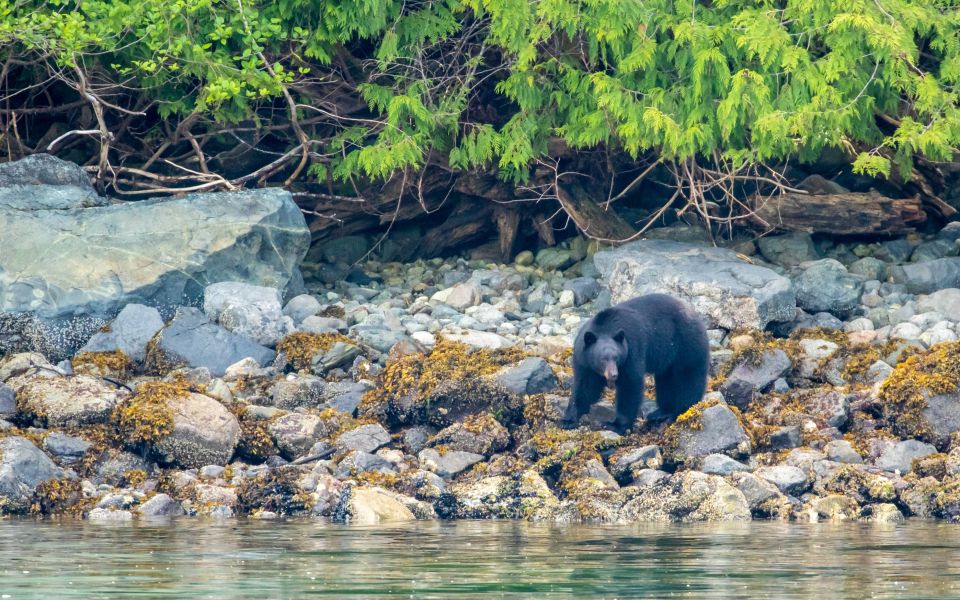 Campbell River: Discovery Passage Wildlife Zodiac Boat Tour - Highlights of the Experience