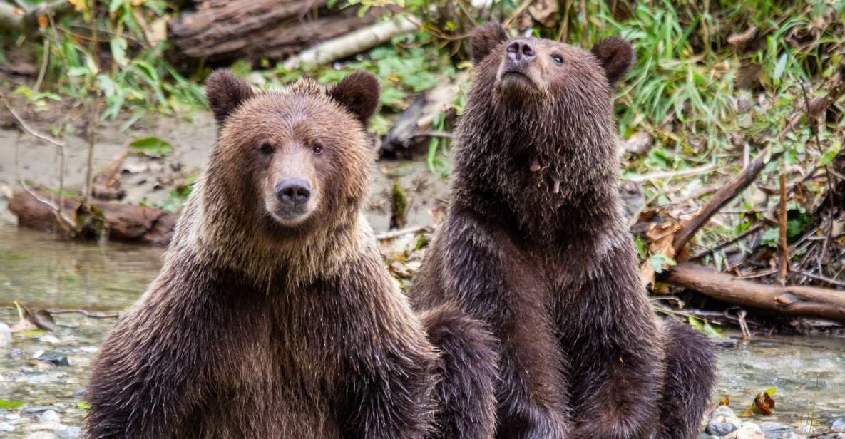 Campbell River: Full-Day Grizzly Bear Tour - Small Group Setting and Boat Ride