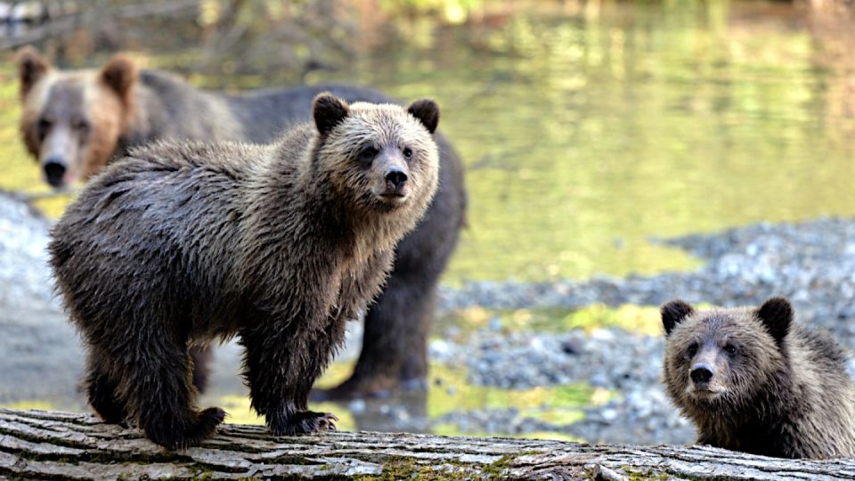 Campbell River: Grizzly Bear-Watching Tour With Lunch - Live Guide and Group Setting