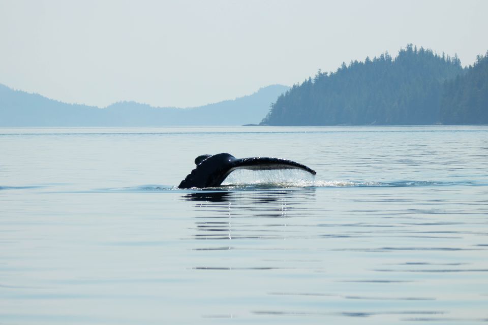 Campbell River: Waterfall and Wildlife Guided Boat Tour - Reserve Now, Pay Later Option