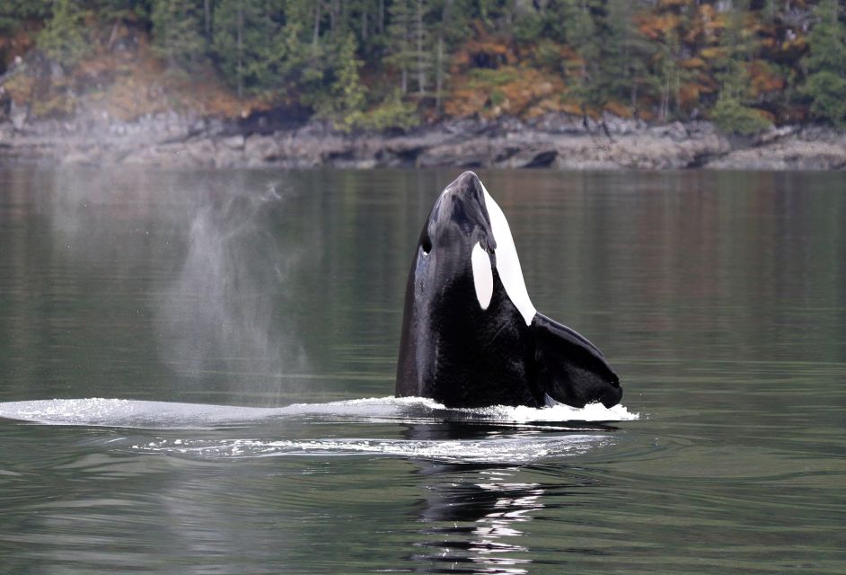 Campbell River: Whale Watching Covered Boat Tour With Lunch - Experience Highlights