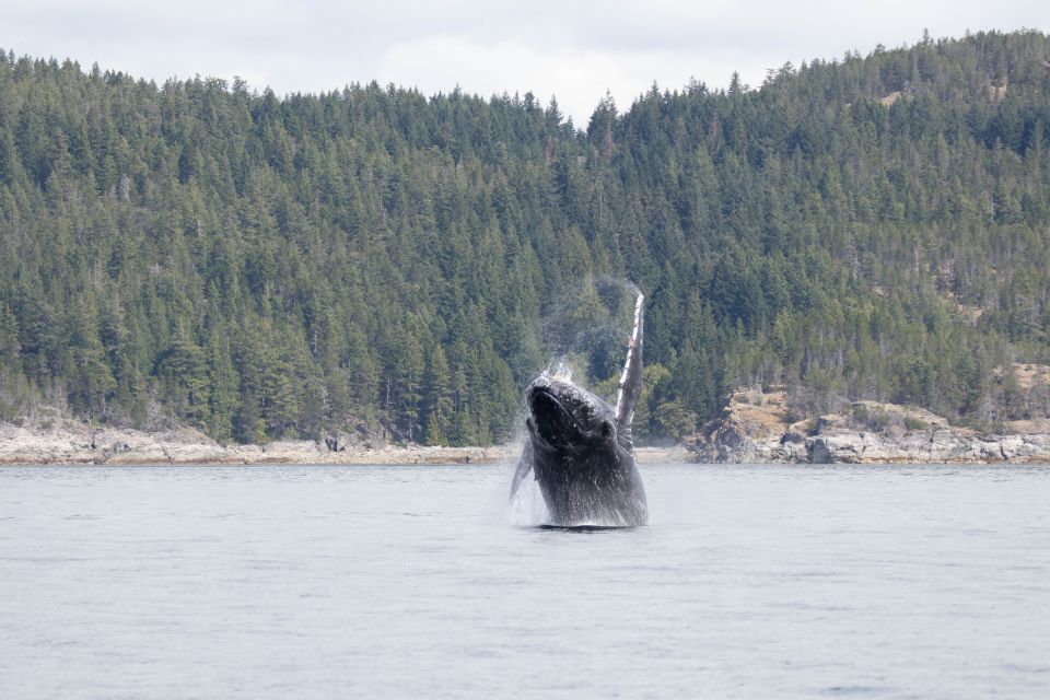 Campbell River: Whale Watching Cruise With Lunch - Experience