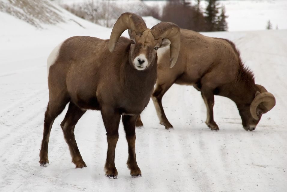 Canmore: NEW - Famous Mountains / Photo Safari Drive - 4hrs - Experience Highlights