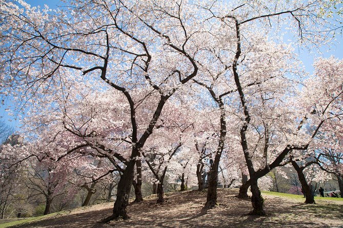 Central Park Photography Tour With Local Photographer - Traveler Experiences